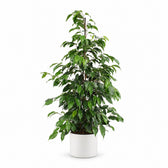 Ficus Benjamina Danielle (95cm, Ø21cm), Stylingbeispiel im Übertopf (Übertopf nicht enthalten)