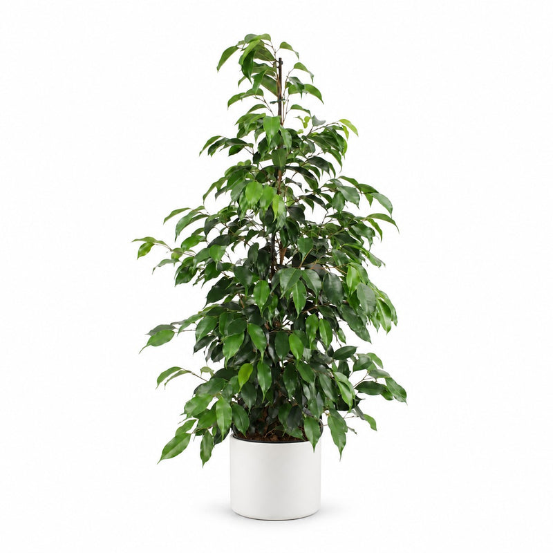 Ficus Benjamina Danielle Detail