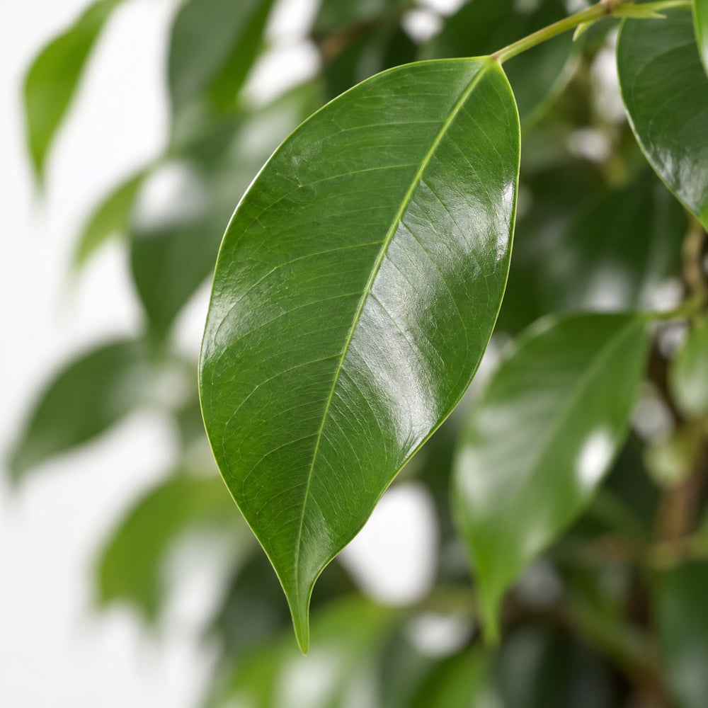 Ficus Benjamina Danielle, Nahaufnahme Blatt