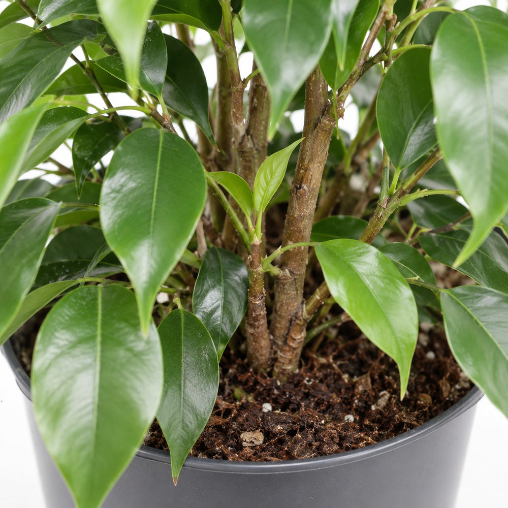 Ficus Benjamina Danielle, Nahaufnahme Wuchs und Triebansatz