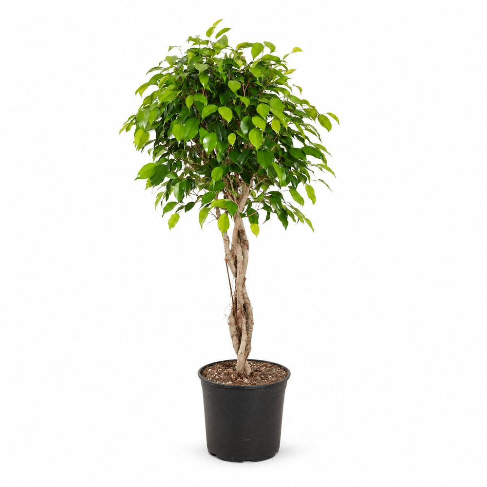 Ficus Benjamina Exotica - 120cm im Kulturtopf