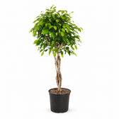 Ficus Benjamina Exotica - 120cm im Kulturtopf