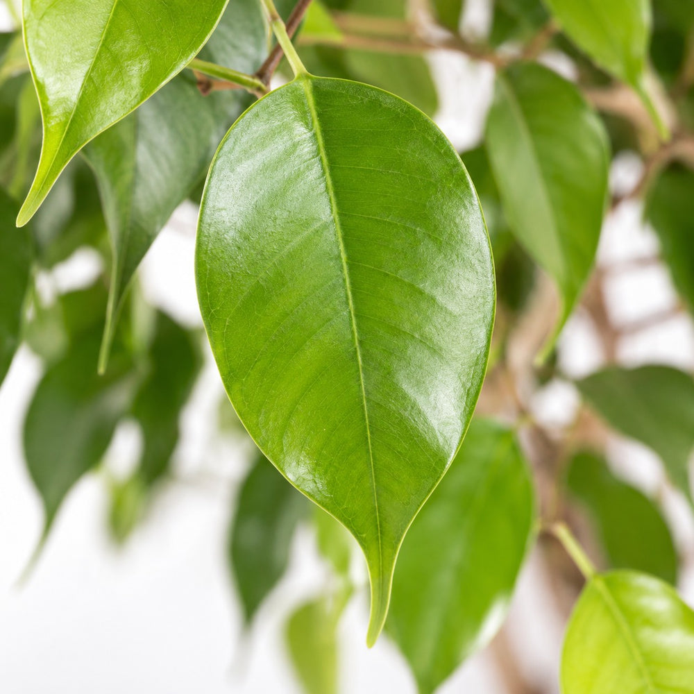Ficus Benjamina Exotica, Nahaufnahme Blatt