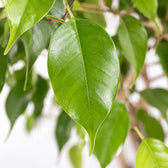 Ficus Benjamina Exotica, Nahaufnahme Blatt