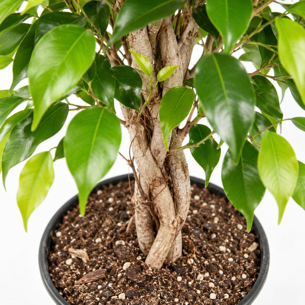 Ficus Benjamina Exotica, Nahaufnahme Wuchs und Triebansatz