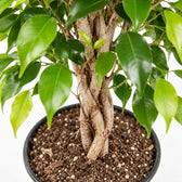 Ficus Benjamina Exotica, Nahaufnahme Wuchs und Triebansatz