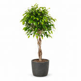 Ficus Benjamina Exotica - 120cm, Stylingbeispiel im Übertopf (Übertopf nicht enthalten)