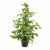 Ficus Benjamina Golden King (95cm, Ø21cm) im Kulturtopf