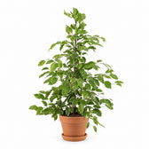 Ficus Benjamina Golden King (95cm, Ø21cm), Stylingbeispiel im Übertopf (Übertopf nicht enthalten)