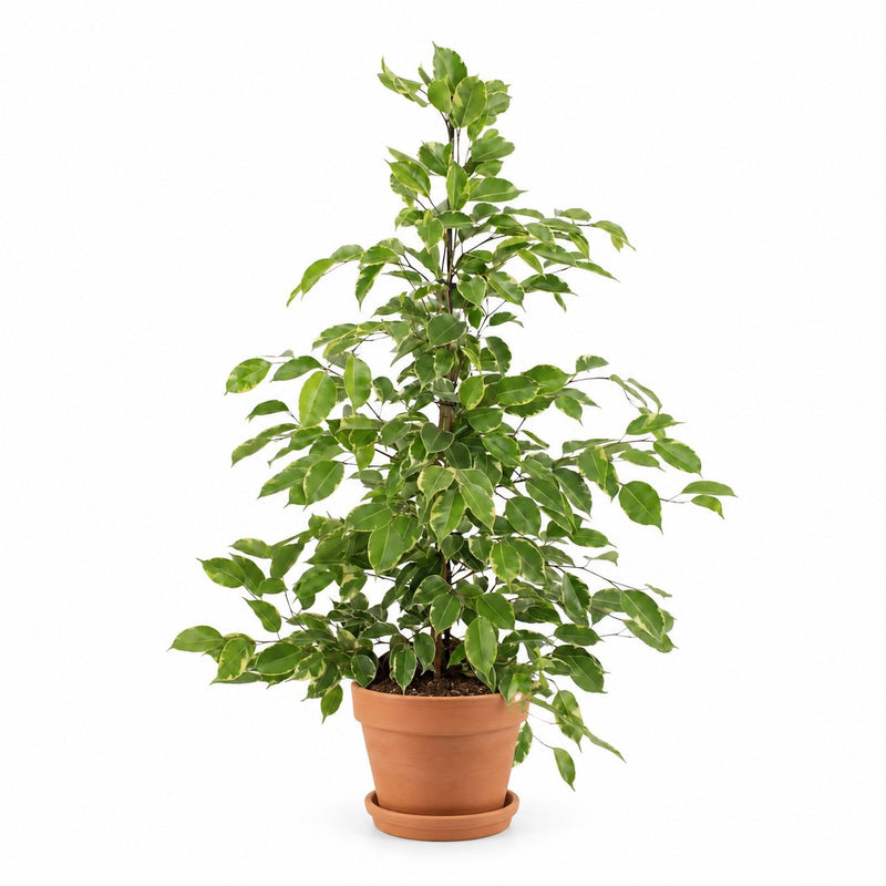 Ficus Benjamina Golden King Detail