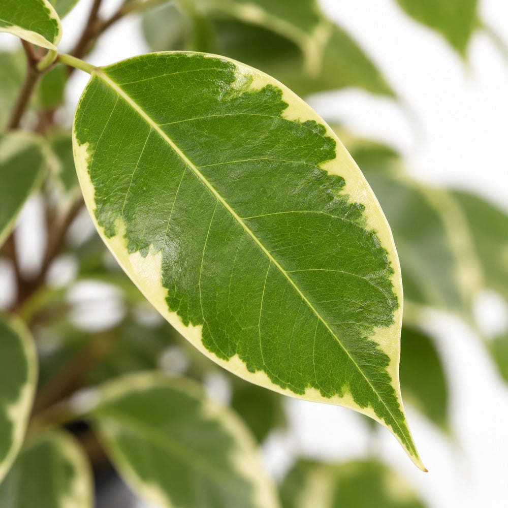 Ficus Benjamina Golden King, Nahaufnahme Blatt