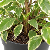 Ficus Benjamina Golden King, Nahaufnahme Wuchs und Triebansatz