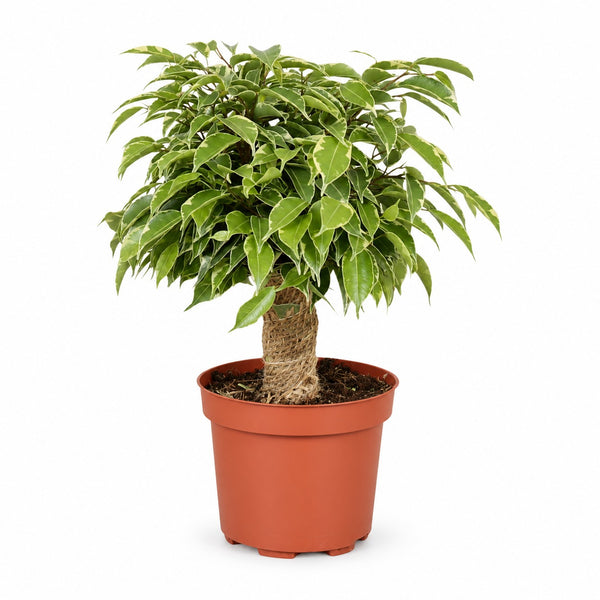 Ficus Benjamina Kinky im Kulturtopf