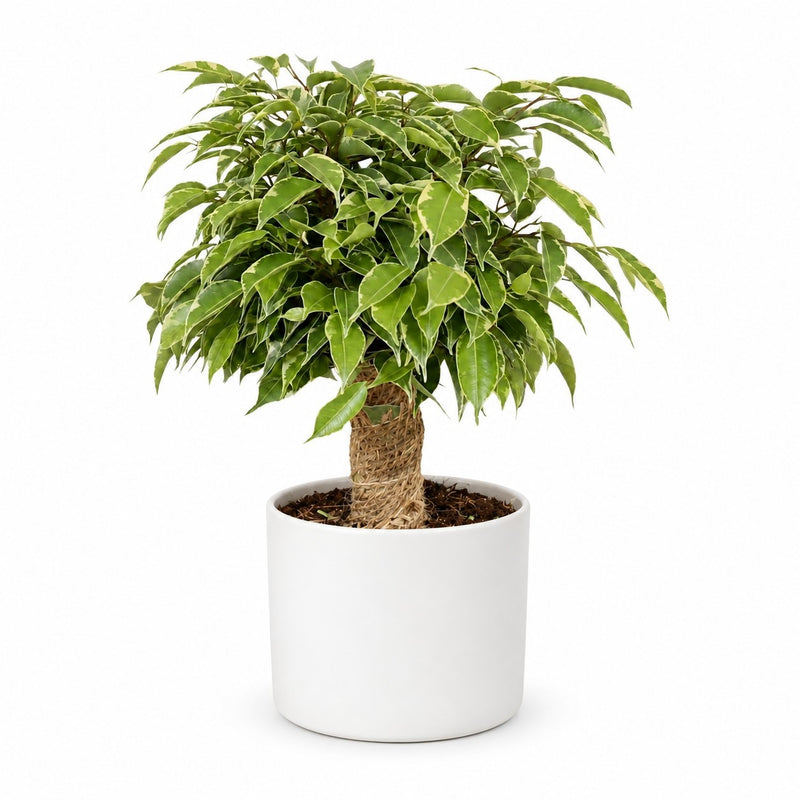 Ficus Benjamina Kinky Detail