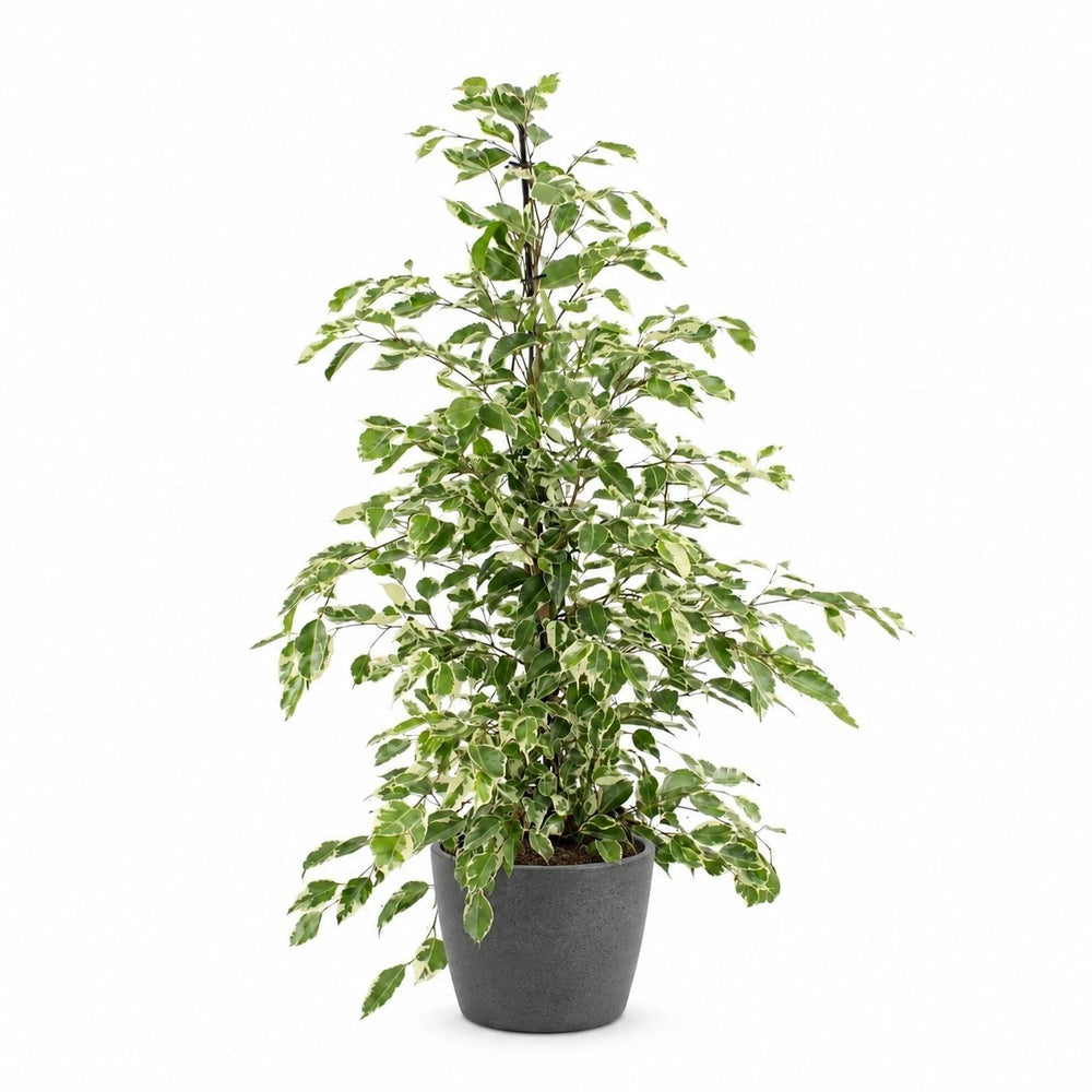 Ficus benjamina Twilight (95cm, Ø21cm), Stylingbeispiel im Übertopf (Übertopf nicht enthalten)