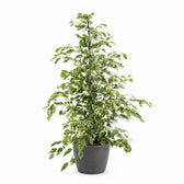 Ficus benjamina Twilight (95cm, Ø21cm), Stylingbeispiel im Übertopf (Übertopf nicht enthalten)