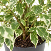 Ficus benjamina Twilight, Nahaufnahme Wuchs und Triebansatz