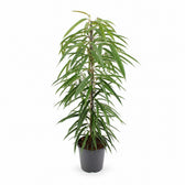 Ficus Binnendijkii Alii (80cm, Ø21cm) im Kulturtopf