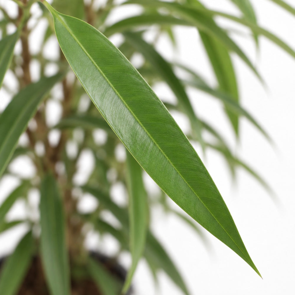 Ficus Binnendijkii Alii, Nahaufnahme Blatt