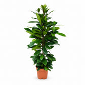 Ficus Cyathistipula (105cm, Ø21cm) im Kulturtopf