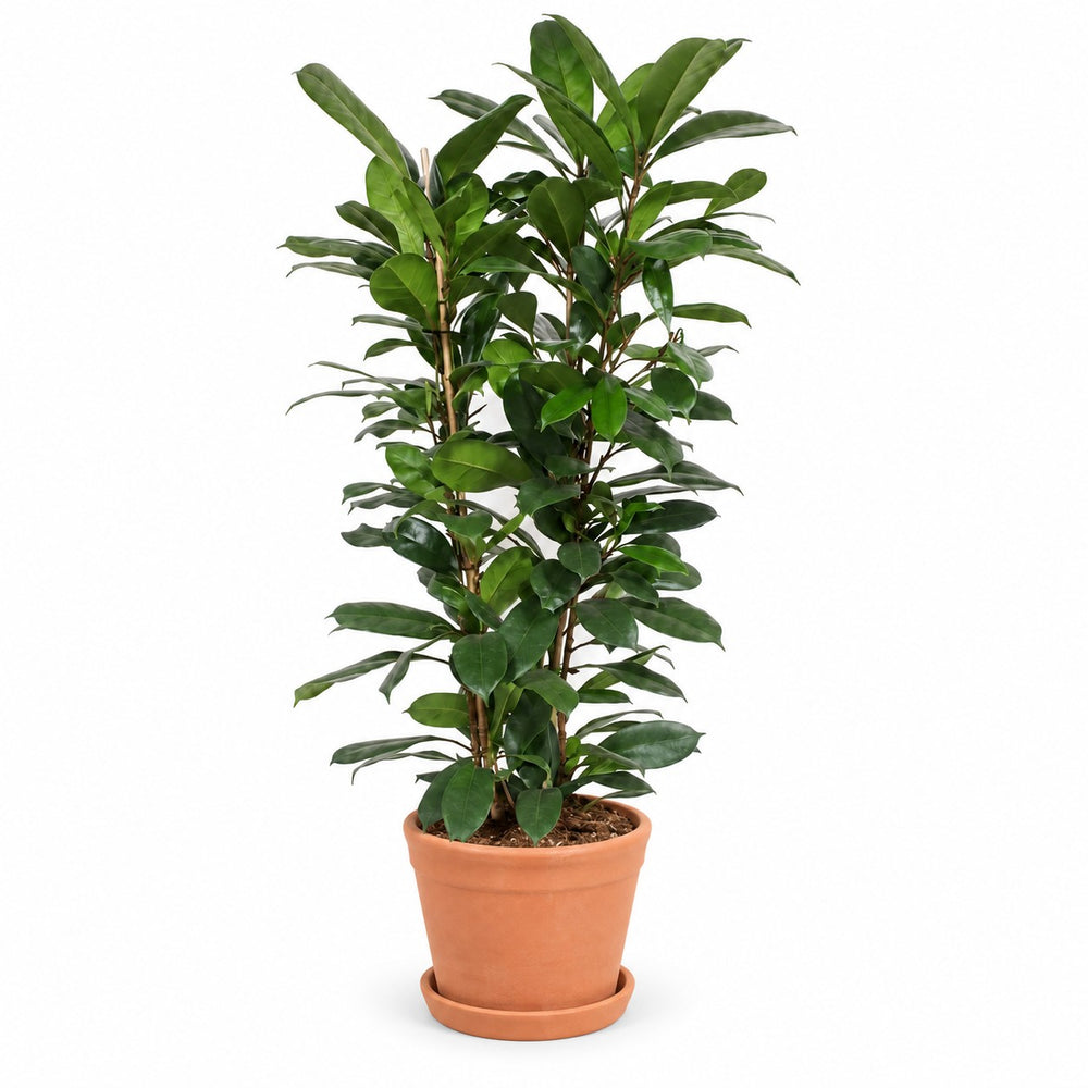 Ficus Cyathistipula (120cm, Ø27cm), Stylingbeispiel im Übertopf (Übertopf nicht enthalten)