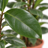 Ficus Cyathistipula, Nahaufnahme Blatt