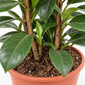 Ficus Cyathistipula, Nahaufnahme Wuchs und Triebansatz