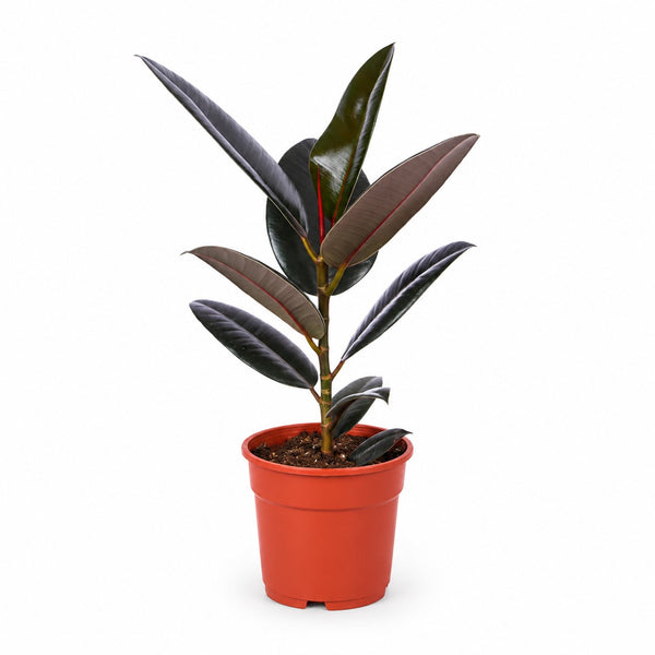 Ficus Elastica Abidjan (55cm, Ø17cm) im Kulturtopf