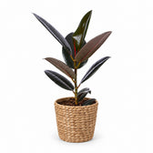 Ficus Elastica Abidjan (55cm, Ø17cm), Stylingbeispiel im Übertopf (Übertopf nicht enthalten)