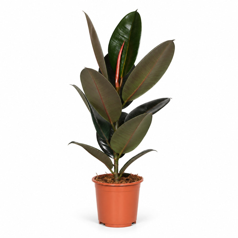 Ficus Elastica Abidjan - 60cm im Kulturtopf