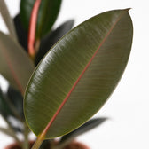Ficus Elastica Abidjan, Nahaufnahme Blatt