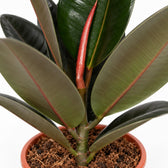 Ficus Elastica Abidjan, Nahaufnahme Wuchs und Triebansatz