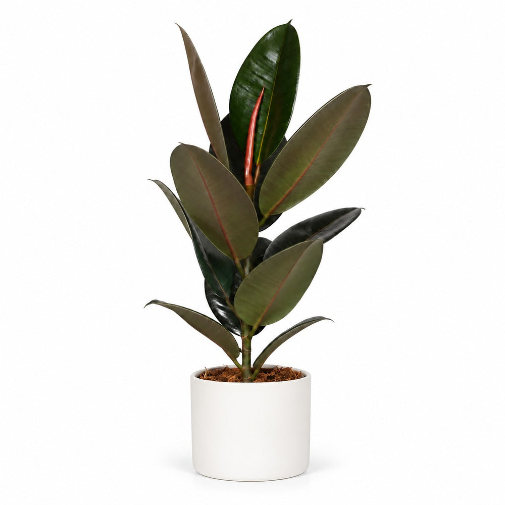 Ficus Elastica Abidjan - 60cm, Stylingbeispiel im Übertopf (Übertopf nicht enthalten)