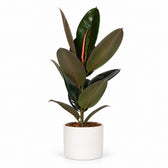 Ficus Elastica Abidjan - 60cm, Stylingbeispiel im Übertopf (Übertopf nicht enthalten)