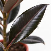 Ficus Elastica Abidjan, Nahaufnahme Blatt