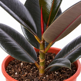 Ficus Elastica Abidjan, Nahaufnahme Wuchs und Triebansatz