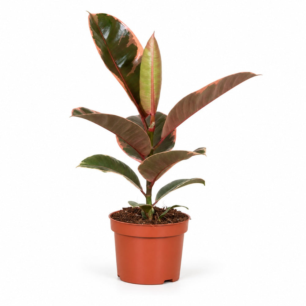 Ficus Elastica Belize (30cm, Ø12cm) im Kulturtopf