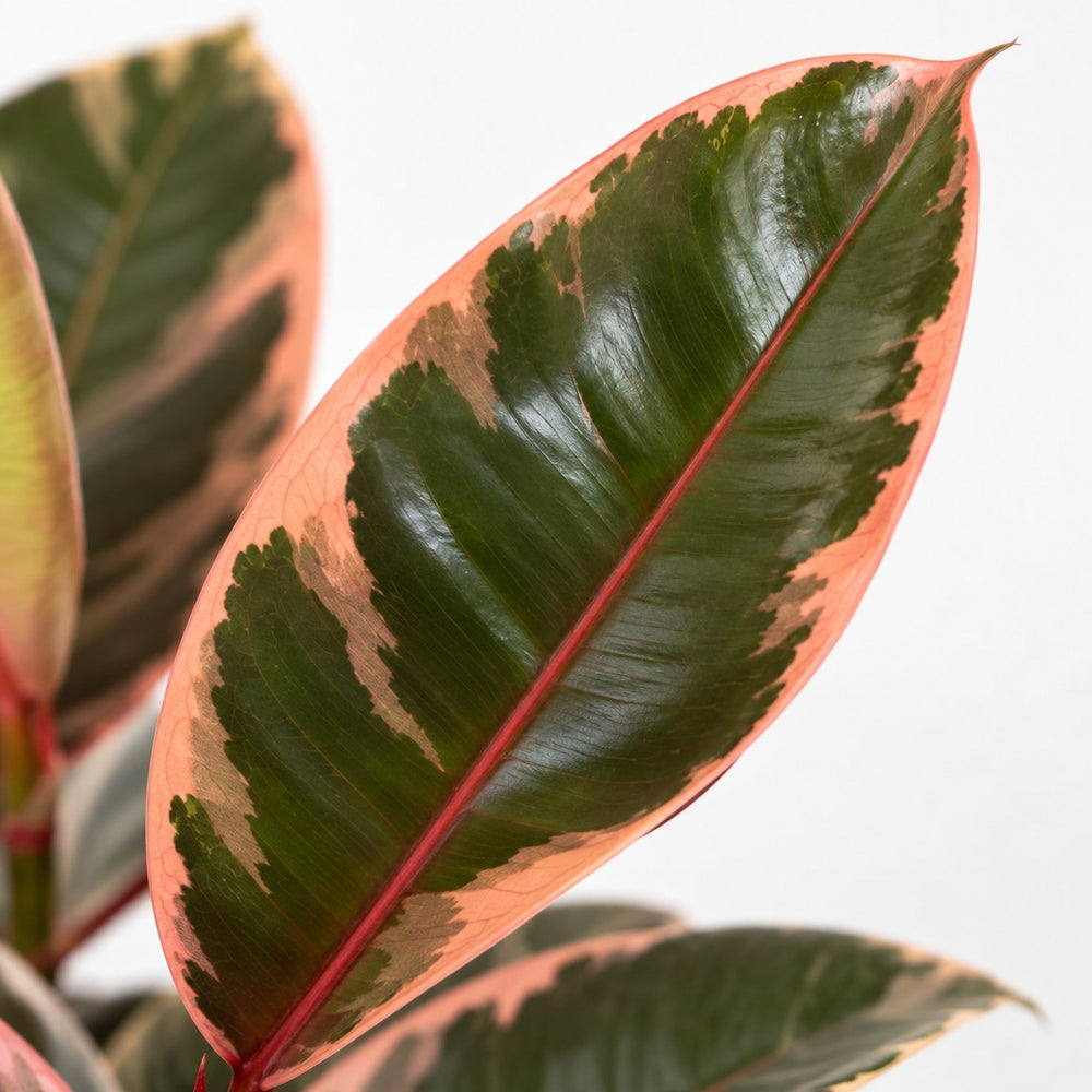 Ficus Elastica Belize (30cm, Ø12cm), Nahaufnahme Blatt
