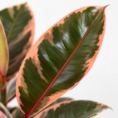 Ficus Elastica Belize (30cm, Ø12cm), Nahaufnahme Blatt