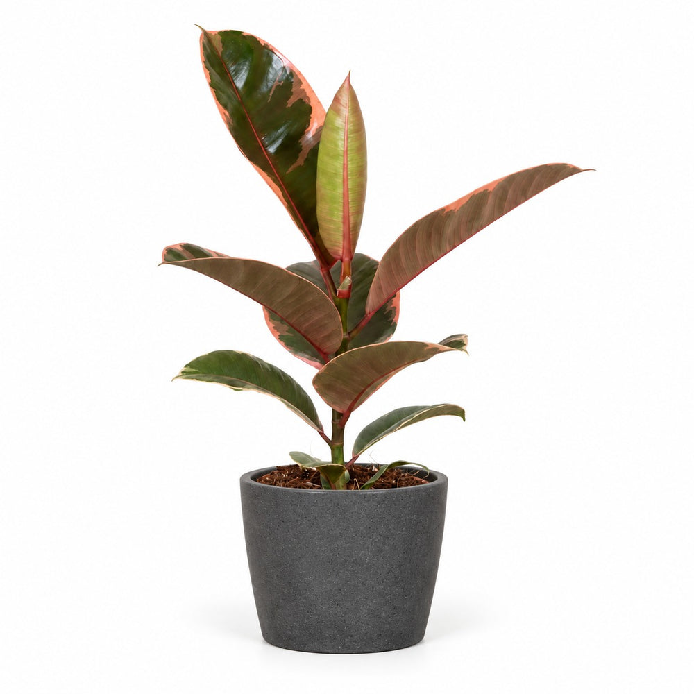 Ficus Elastica Belize (30cm, Ø12cm), Stylingbeispiel im Übertopf (Übertopf nicht enthalten)