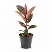 Ficus Elastica Belize (55cm, Ø17cm) im Kulturtopf