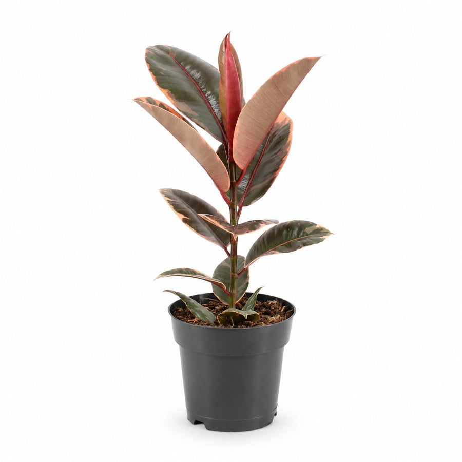 Ficus Elastica Belize (55cm, Ø17cm) im Kulturtopf
