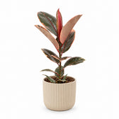 Ficus Elastica Belize (55cm, Ø17cm), Stylingbeispiel im Übertopf (Übertopf nicht enthalten)