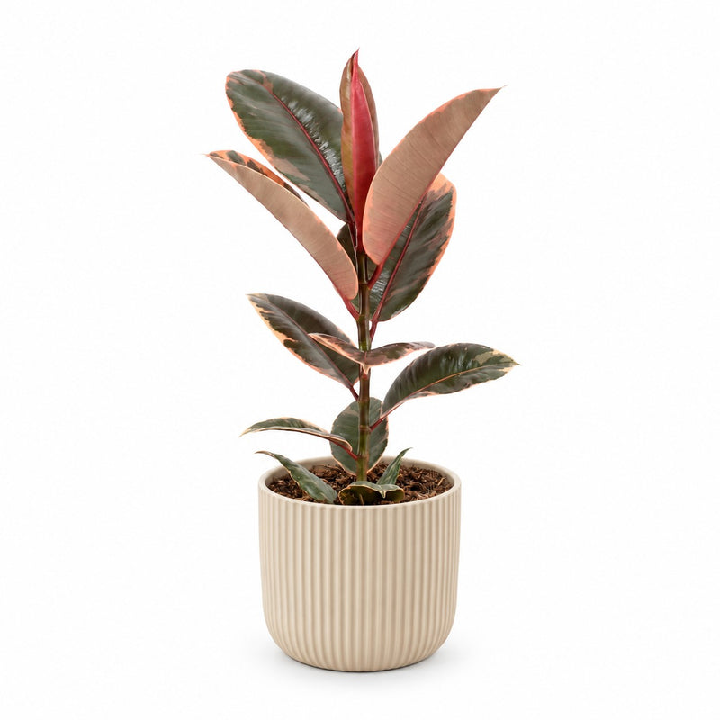 Ficus Elastica Belize Detail