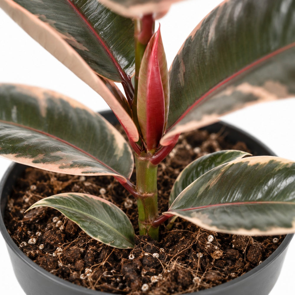 Ficus Elastica Belize, Nahaufnahme Wuchs und Triebansatz