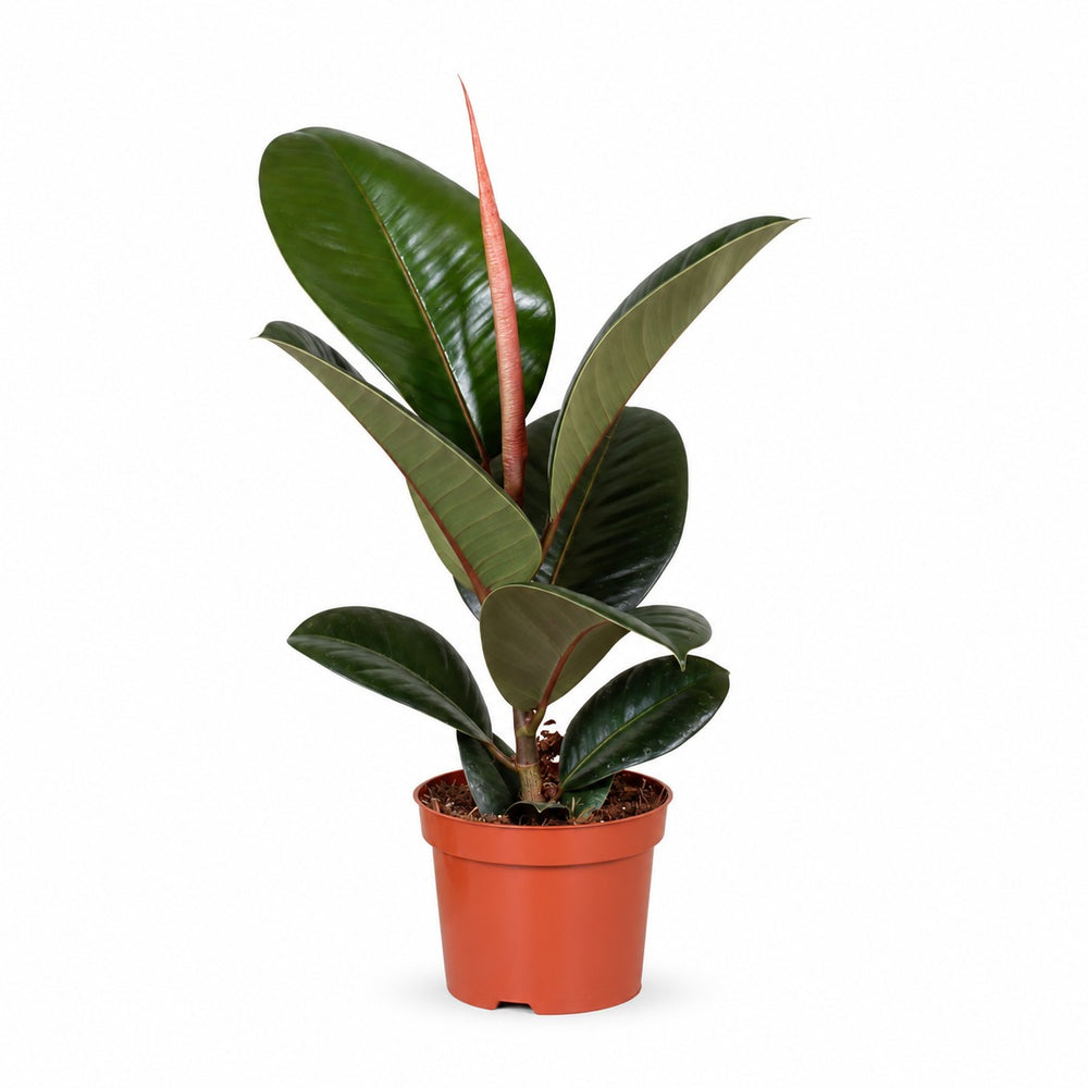 Ficus Elastica Robusta (35cm, Ø12cm) im Kulturtopf