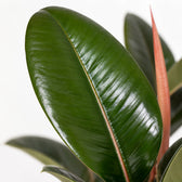 Ficus Elastica Robusta (35cm, Ø12cm), Nahaufnahme Blatt