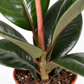 Ficus Elastica Robusta (35cm, Ø12cm), Nahaufnahme Wuchs und Triebansatz
