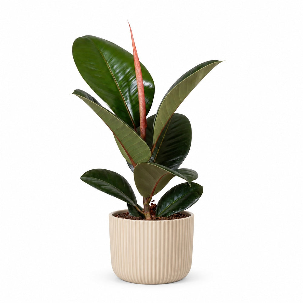 Ficus Elastica Robusta (35cm, Ø12cm), Stylingbeispiel im Übertopf (Übertopf nicht enthalten)