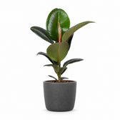 Ficus Elastica Robusta (55cm, Ø17cm), Stylingbeispiel im Übertopf (Übertopf nicht enthalten)